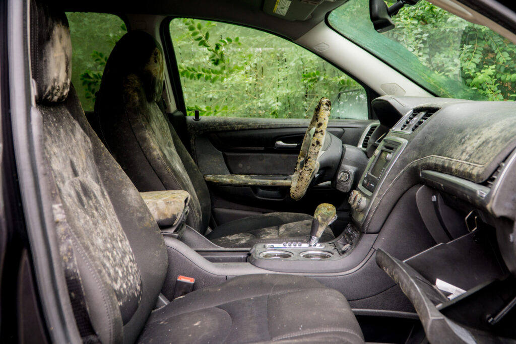 mould-removal-service